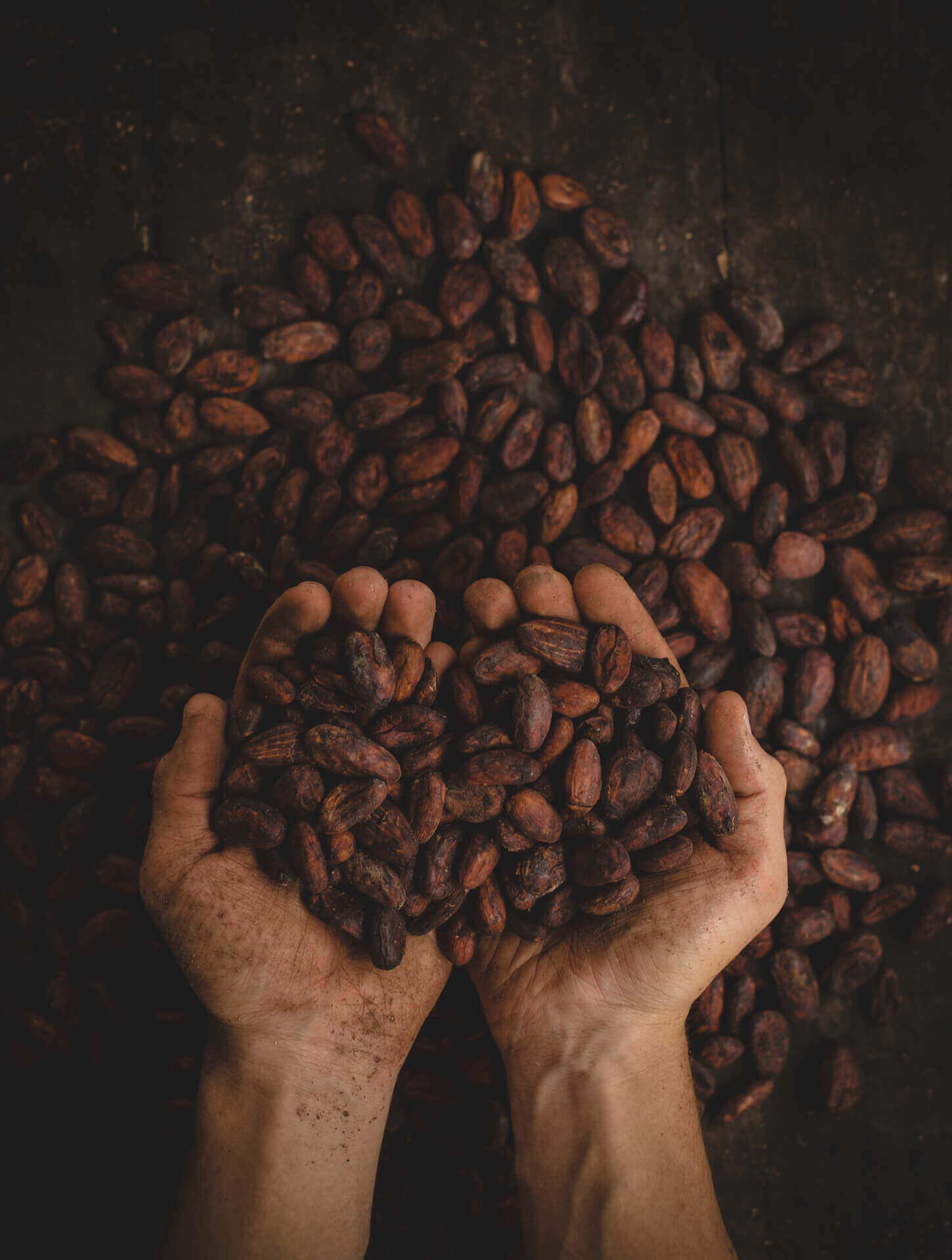 le chocolat de sunandgreen
